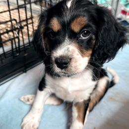Cavapoo Puppies from Panda Puppies