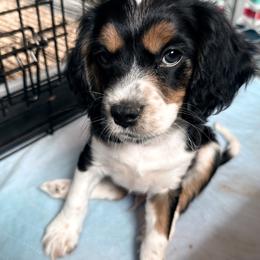 Cavapoo Puppies from Panda Puppies
