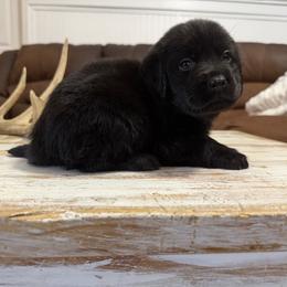 Boy 3 - male Labrador Retriever puppy in Ruth, Mississippi from Red White & True Labradors