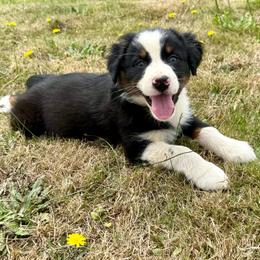Buckaroo - Black tri-color male Australian Shepherd puppy in Otis, Oregon from Heritage Hill Aussies