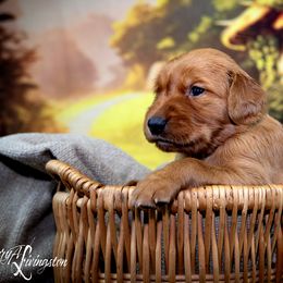 Boy 6 - Golden Retriever puppy in Anderson, California from Redtail Golden Retrievers