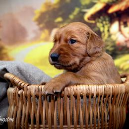 Boy 6 - Golden Retriever puppy in Anderson, California from Redtail Golden Retrievers