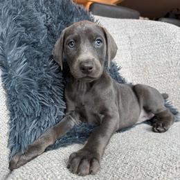 Kaida - Blue and rust female Doberman Pinscher puppy in Brookfield, Wisconsin from Haus of Hound