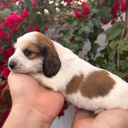 Raegan - AKC - Piebald female Dachshund puppy in Englewood, Florida from Dach of Doxies