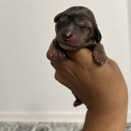 Sourdough (red dapple) - Dapple male Dachshund puppy in Mc Donough, Georgia from L & J Kennel