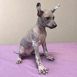 Girl 1 - Black female Xoloitzcuintli puppy in Lakeview, California from Xchaman Xoloitzcuintli