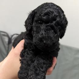 Poodle Puppies from Risa Poodles