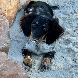 Moo - Dachshund