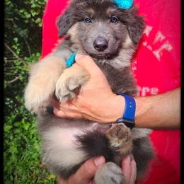 Muffin - Blue female German Shepherd puppy in Fort Jennings, Ohio from Von Holtzapple German shepherds