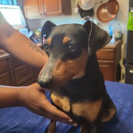 Mojo - Miniature Pinscher