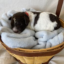 Robin - Brown female Lagotto Romagnolo puppy in Minster, Ohio from 1880 Lagotto