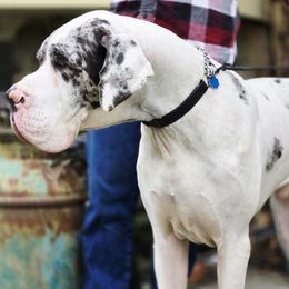 Kieran - Great Dane