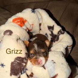 Grizz - Chocolate, tan and white male Yorkshire Terrier puppy in Clarksburg, Indiana from Hidden Gems Parti Yorkies
