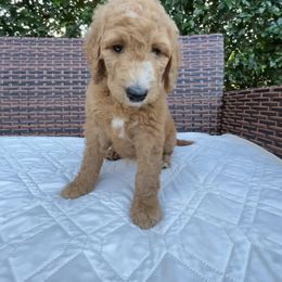 Goldendoodle Puppies from Coral Gables Doodles