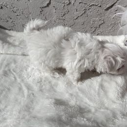 Maltese Puppies from AKC Maltese California
