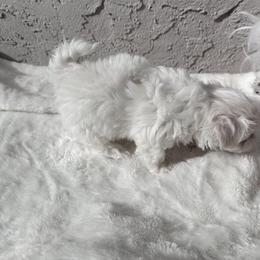 Maltese Puppies from AKC Maltese California