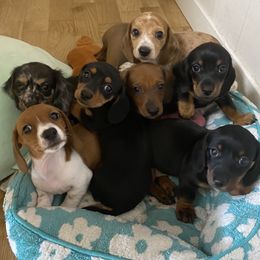 Dachshund Puppies from Yellowstone Dachshunds
