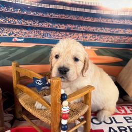 Girl 4 (Argus) (mint collar) - Light golden female Golden Retriever puppy in Hubbard, Ohio from Whickering Pines Golden Retrievers