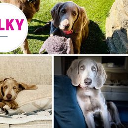 Silky - Long Haired Weimaraner puppy from Heavenly Longhaired Weimaraner’s