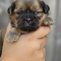 Ember - Red and tan female Shih Tzu puppy in Chico, California from North State Shih tzus