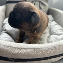 Teddy - Belge male Brussels Griffon puppy in Boyd, Minnesota from Maze Brussels Griffons