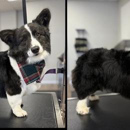 American Corgi, Dachshund, and Pembroke Welsh Corgi Puppies from Seven B Corgis & Doxies