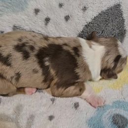 Australian Shepherd Puppies from Nicole Brinton