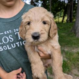 Lilac - Cream female Goldendoodle puppy in Jackson, Michigan from Truth and Liberty Family Farm