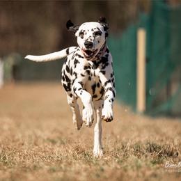Maddie - Dalmatian