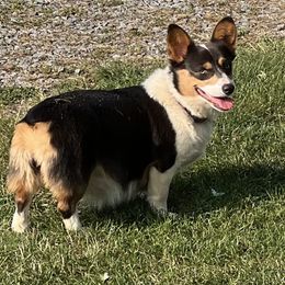 Blue - Pembroke Welsh Corgi