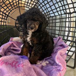 Jade - Phantom female Poodle puppy in Lathrop, California from Stellar Poodles
