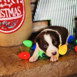 Trix x Latch - Girl 3 - Red white - White and red female Border Collie puppy in Minden, Iowa from Rocking N Registered Border Collies & Labradors