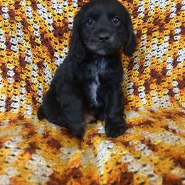 Maxwell - Silver male Cockapoo puppy in Berea, Kentucky from Blair’s Furry Friends