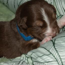 Red tri male - Red & white male Australian Shepherd puppy in Bloomfield, New York from Wayward Trails Kennel