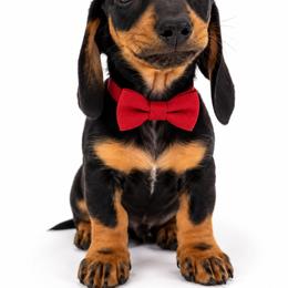 Fred - Black and tan male Dachshund puppy in Illinois from William Rotsaert