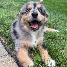 Sapphire - Blue merle female Australian Shepherd puppy in East Hartford, Connecticut from CT Aussies