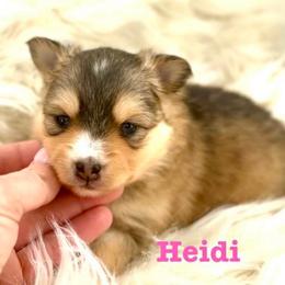 Heidi - Wolf sable female Pomsky puppy in Michigan from Blue Water Pomskies