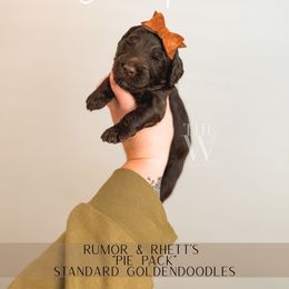 Chess Pie - Chocolate female Goldendoodle puppy in Soddy Daisy, Tennessee from The W Doods