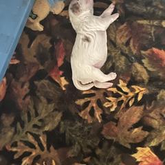 Clumber Spaniel Puppies from Briton Clumber Spaniels