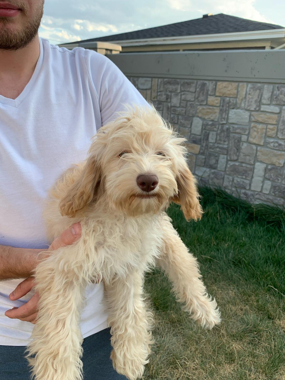 Cockapoos in Training in Utah | Cockapoo puppies | Good Dog