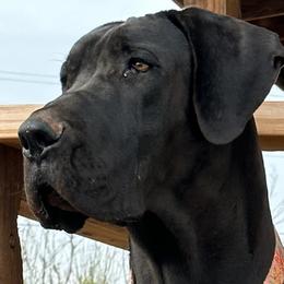 Lucy - Great Dane