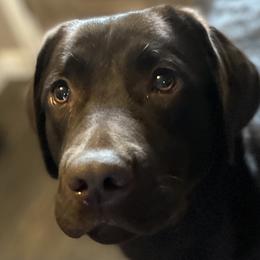Hope - Labrador Retriever