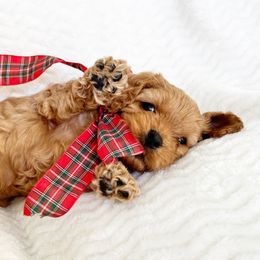 Cavapoo Puppies from Timpview Cavapoos