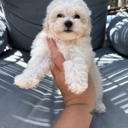Liberty ( reserved) - Apricot female Maltipoo puppy in Fredericktown, Missouri from Doodle Pups Fur-Ever