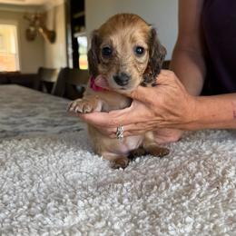 Mabel - Cream female Dachshund puppy in Molino, Florida from Dooney's Dachshunds