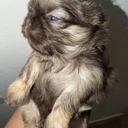 Charlie - Liver and white male Shih Tzu puppy in Bakersfield, California from Little pumpkin Shih Tzu’s