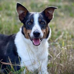 Breeze - Border Collie