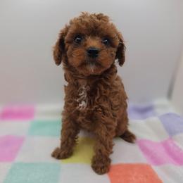 Milo - Red  male Poodle puppy in Kannapolis, North Carolina from Carolina Great Danes & Toy Poodles