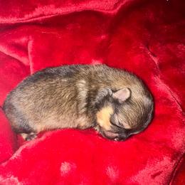 Tank - Orange sable male Pomeranian puppy in Waterloo, Indiana from Garcias Pomeranian