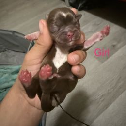 Girl 1 - Liver female Shih Tzu puppy in Ft Mc Coy, Florida from Everlasting Shih Tzu